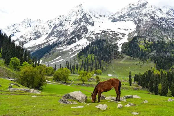 srinagar to jammu cabs